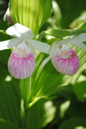 Lake Bemidji State Park